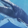 Internetowe zagrożenia: Niebieski wieloryb